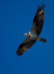 Osprey In Flight
